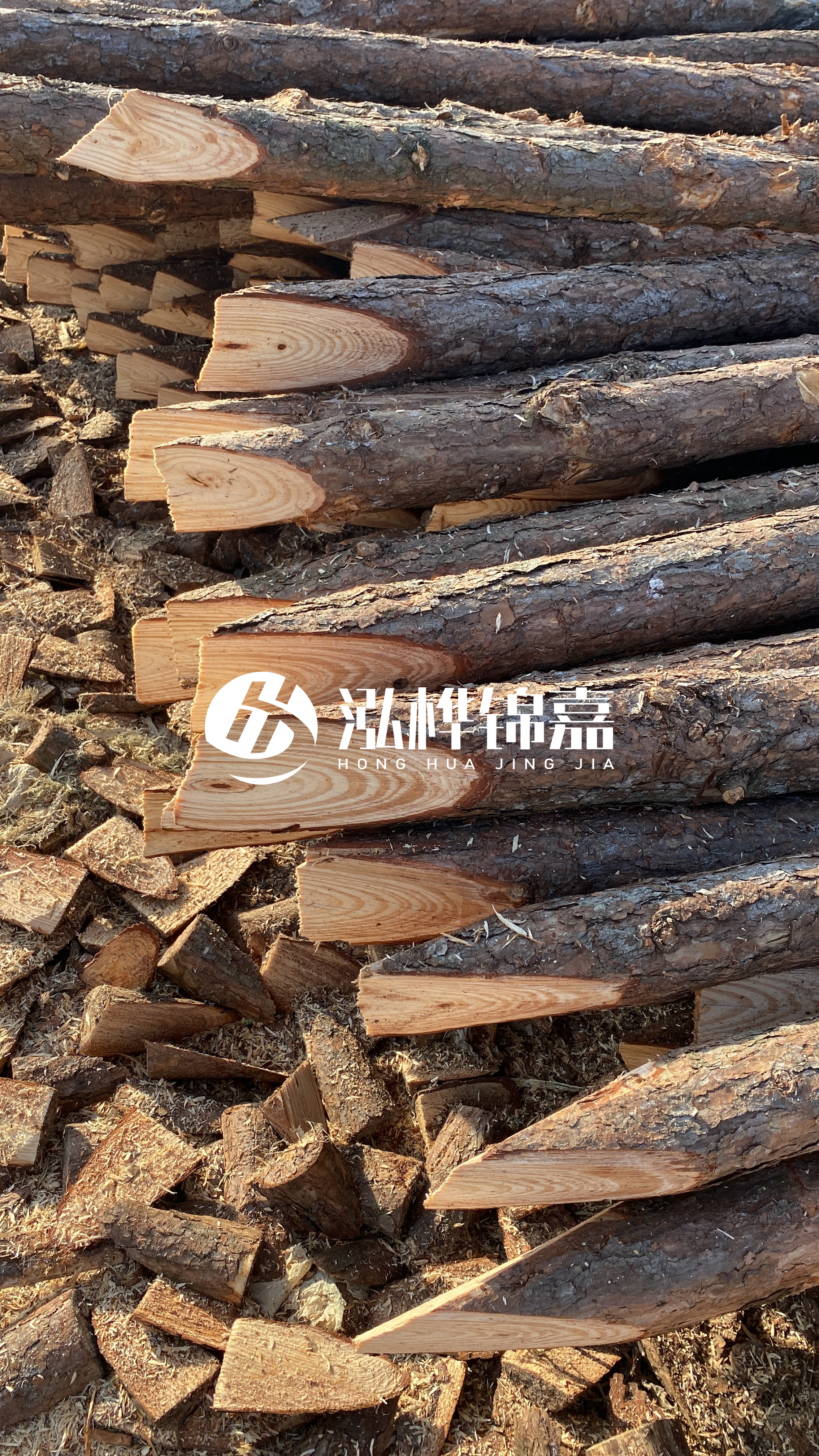 松木樁怎么分辨好壞？學(xué)會這幾招，輕松分辨松木樁好壞不踩雷！